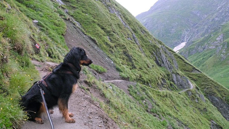 Touren mit Hund