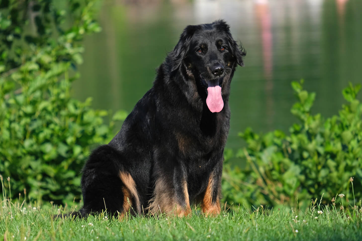 karamba-meine-hunde14