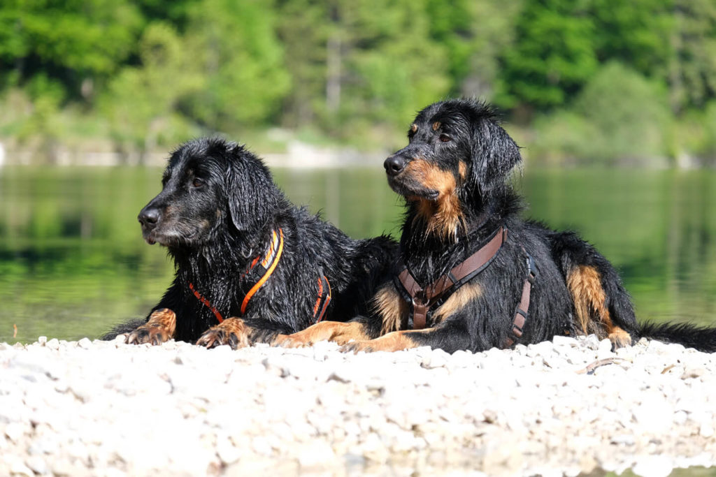 Hovawarte von der Tannenühle